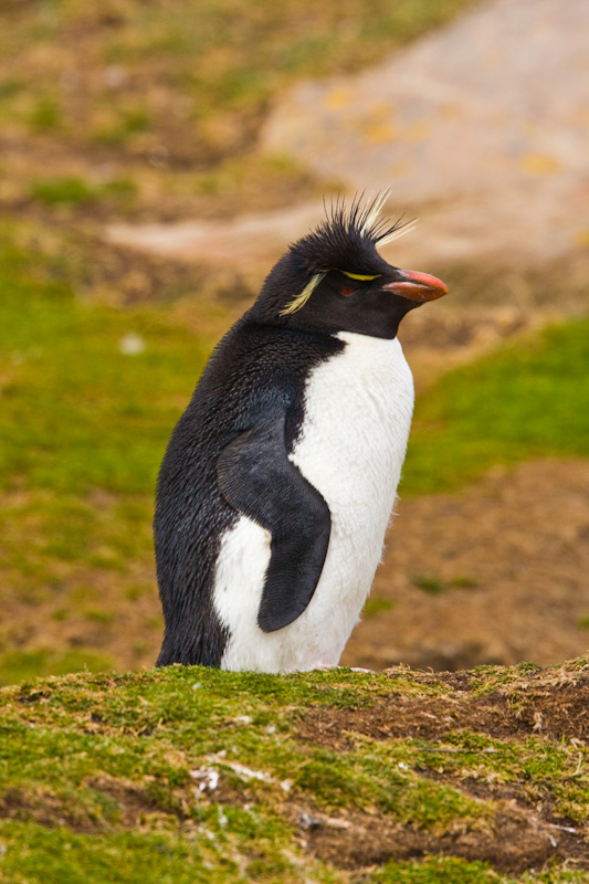 Rockhopper Penguin